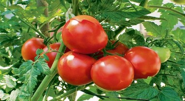 Tomato farming : ટામેટાંની નવી જાત ઉગાડો, પ્રતિ એકર 3 લાખ રૂપિયાનો મેળવો નફો!