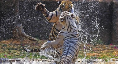 Tiger Deaths in India: ચિંતાજનક! 2025માં ભારતમાં 166 વાઘના મોત, 'ટાઈગર સ્ટેટ' મધ્યપ્રદેશ ફરી મોખરે
