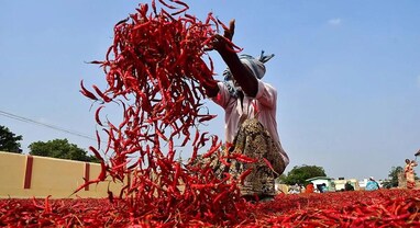 Red Chilli Price Hike 2026: ગૃહિણીઓનું બજેટ ખોરવાશે! લાલ મરચાના ભાવમાં ભડકો, સિઝન પહેલા જ ભાવ બમણા થયા