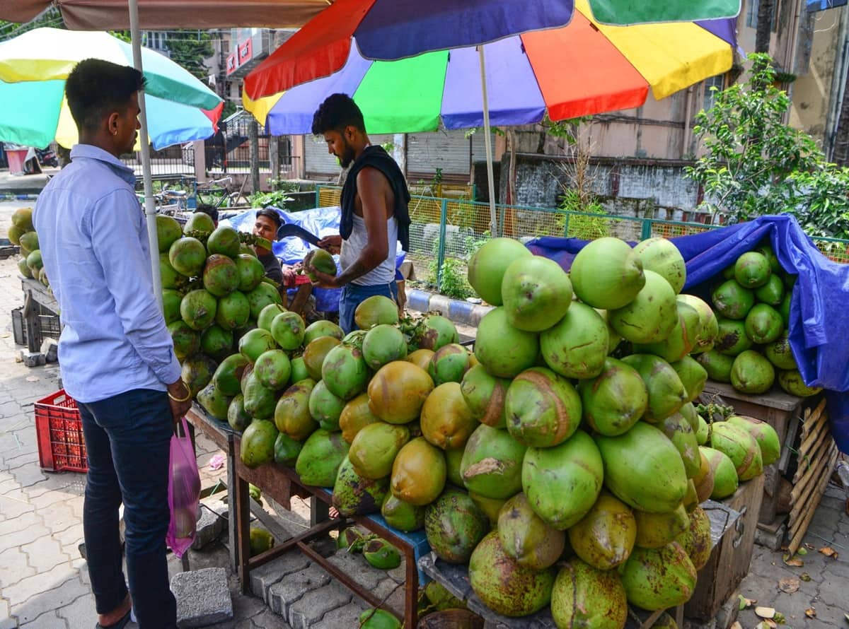 Coconut farming in Gujara 1