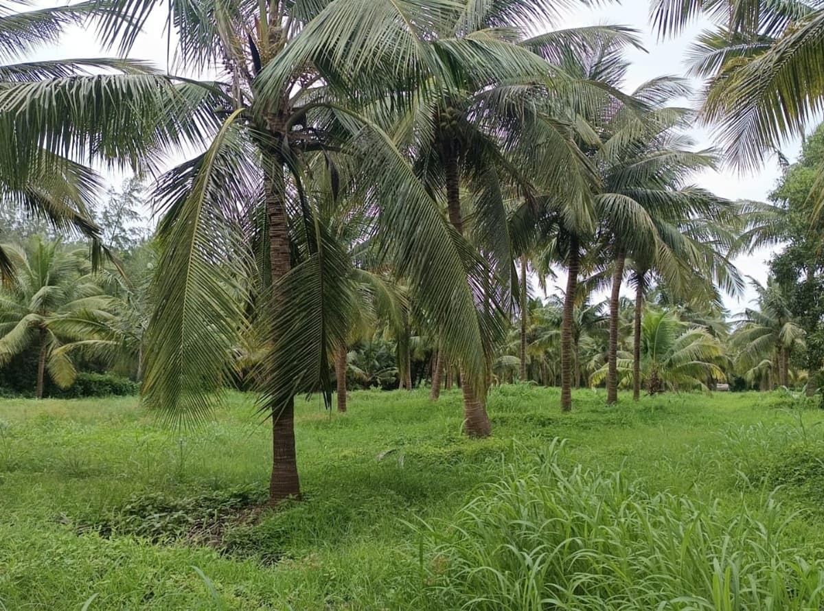 Coconut farming in Gujara 2