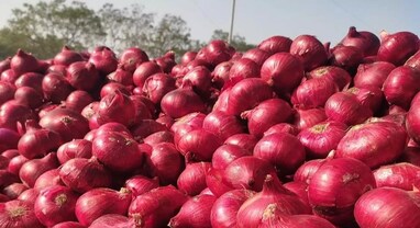 તહેવારોની સિઝનમાં ડુંગળીના ભાવ આસમાને: સરકારની કાંદા એક્સપ્રેસ છતાં 80 રૂપિયા કિલોએ પહોંચ્યો ભાવ, જાણો લેટેસ્ટ અપડેટ