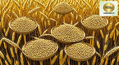 Peshwa Wheat IPO: શેરબજારમાં નબળી એન્ટ્રી, લિસ્ટિંગ બાદ 5% ગગડ્યો અને લોઅર સર્કિટ લાગ્યો