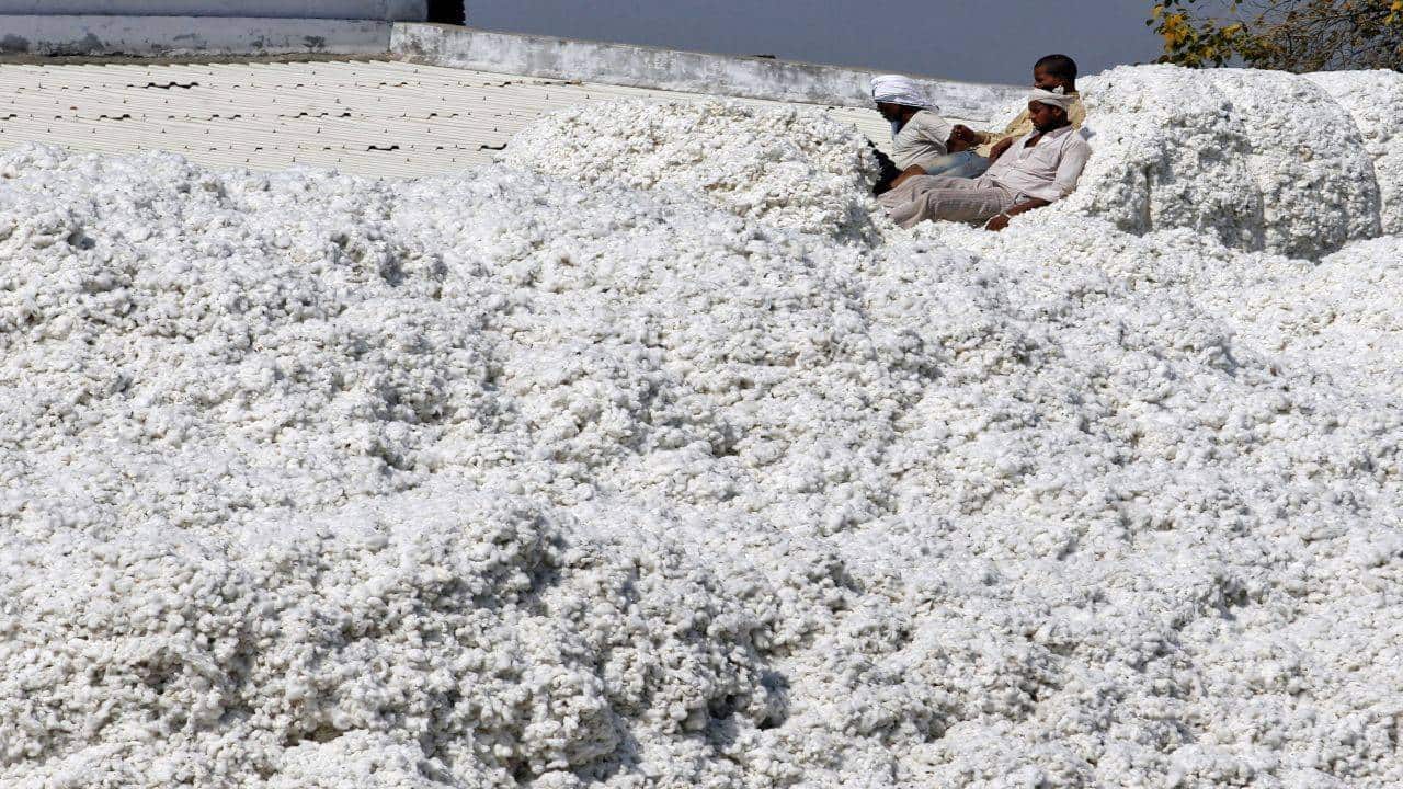 Cotton price slips for second day on weak global cues; expert says outlook bullish Cotton price slips for second day on weak global cues; expert says outlook bullish