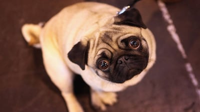 After Hutch and Vodafone, will the pug follow Sirji now?