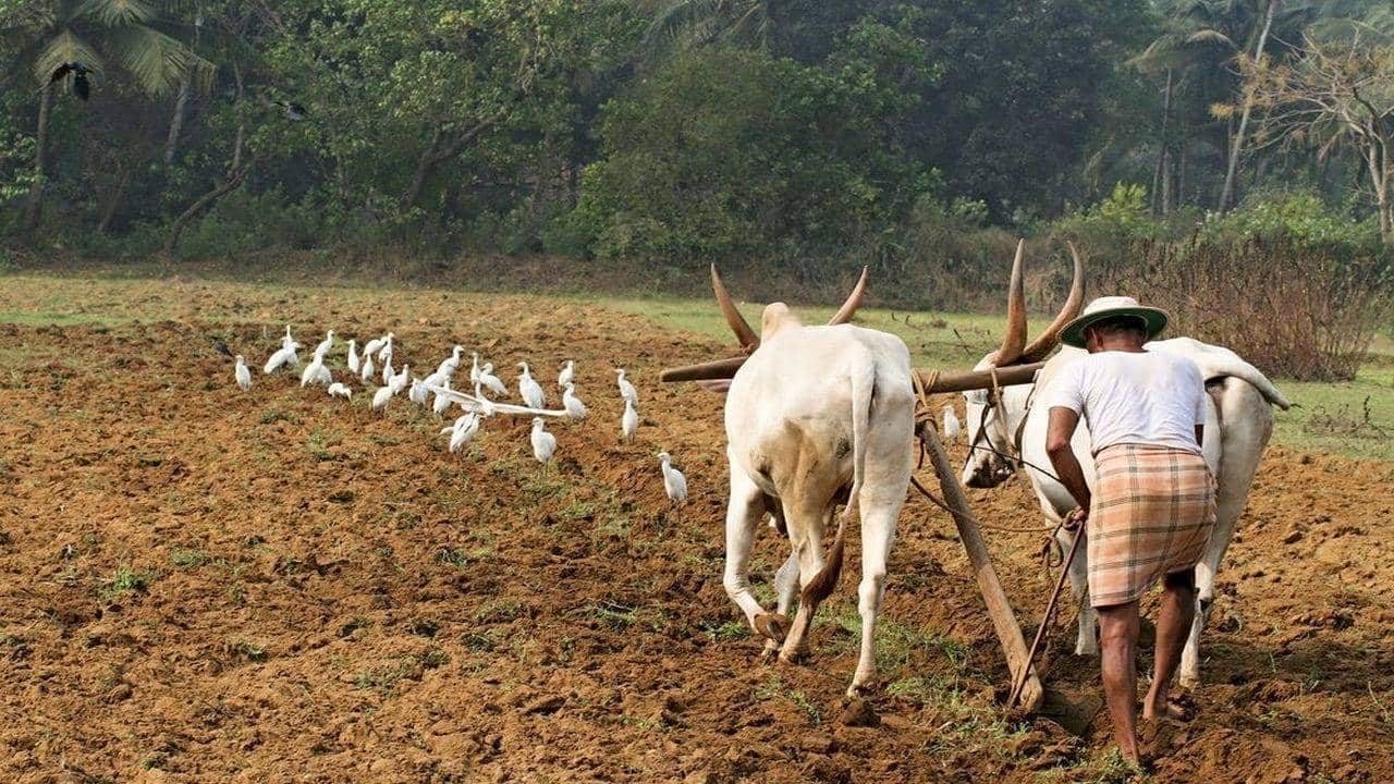 Some red flags in the economy numbers: Agriculture is the most alarming Some red flags in the economy numbers: Agriculture is the most alarming