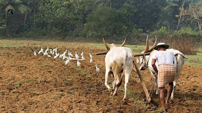 For the previous Rabi Marketing Season 2026-27, the MSP was fixed at Rs 2,585 per quintal for wheat, Rs 2,150 for barley, Rs 5,875 for gram, Rs 7,000 for masur, Rs 6,200 for rapeseed-mustard and Rs 6,540 for safflower