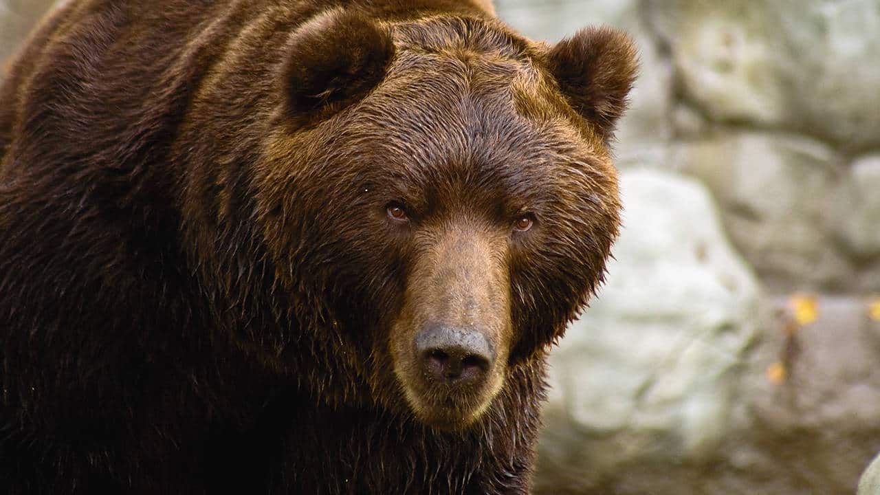 Inflation – a death knell for the bull market?