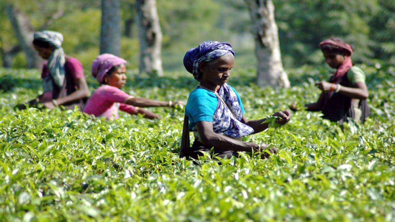 Duncans Industries: Why India's oldest tea company is gasping for survival
