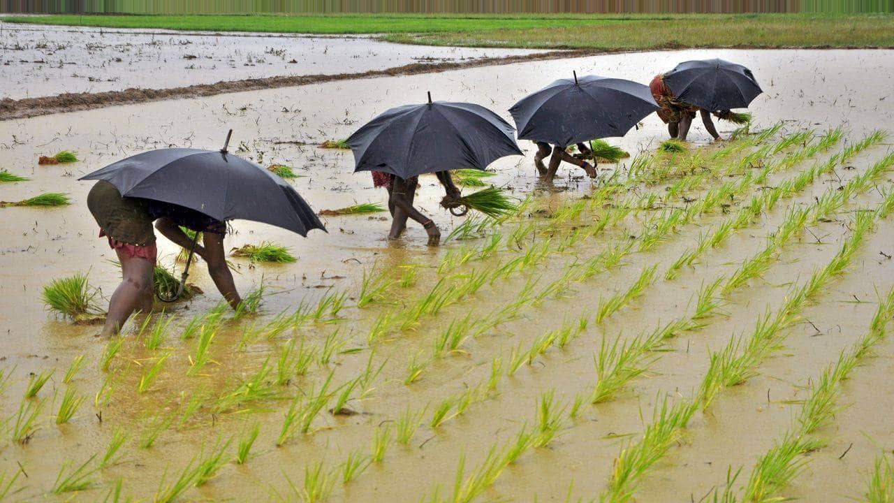 Fertiliser stocks: Why a normal monsoon may not bring all the cheer