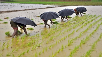 Labourers plant saplings in a paddy field on the outskirts of the eastern Indian city of Bhubaneswar in this July 19, 2014 file photo. REUTERS/Stringer - RTX2A1ES