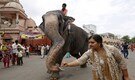 Govt advisory body for complete ban on animals in circuses