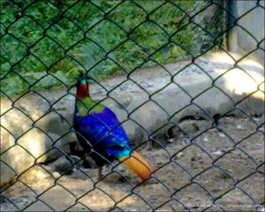 Pic 2 Himalayan Monal