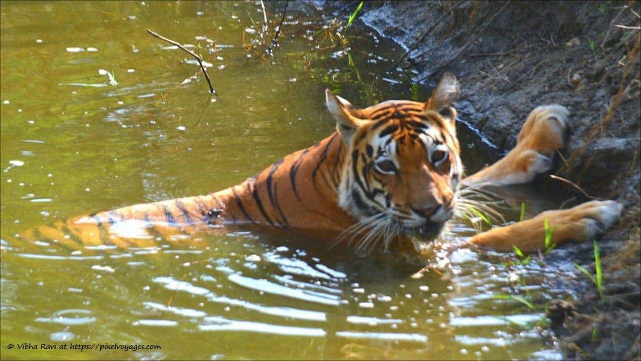 Kanha National Park: What to do in Mowgli's backyard?