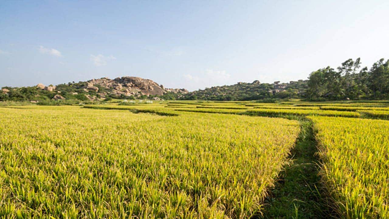 India may have agreed to non-GM soybean, corn imports from US: Niti Aayog's Ramesh Chand India may have agreed to non-GM soybean, corn imports from US: Niti Aayog's Ramesh Chand
