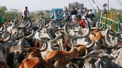 How ‘saving’ the cow comes with collateral damage: jobs, exports, freedoms, votes