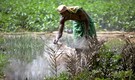 Fertiliser stocks to be in focus ahead of Budget 2026 as sector hopes for targeted reforms