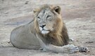 Gir National Forest: Abode of Asiatic Lion in the world