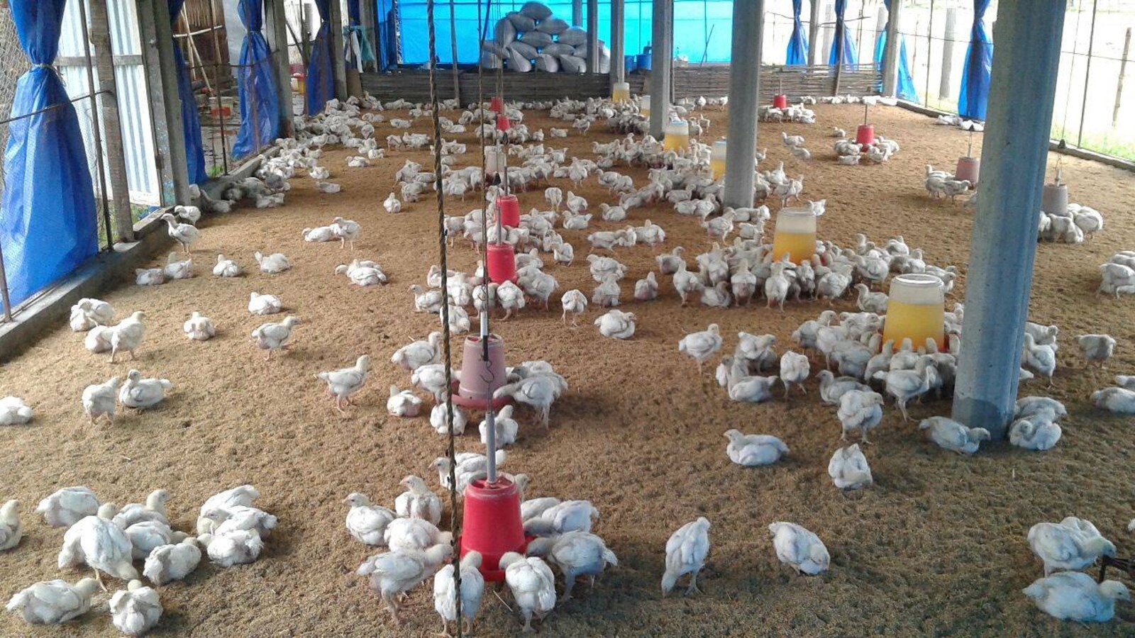 Goa poultry owners concerned about ban on imports from Karnataka Goa poultry owners concerned about ban on imports from Karnataka