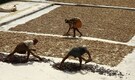 Jeera futures expected to trade sideways to higher: Angel Commodities