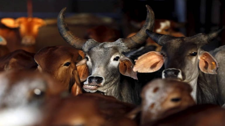 Maharashtra govt declares state 'controlled area' to prevent spread of Lumpy Skin Disease Maharashtra govt declares state 'controlled area' to prevent spread of Lumpy Skin Disease