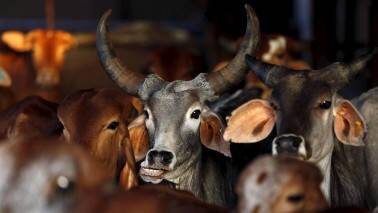 Cattle-smuggling from Assam to Bangladesh continues. Here’s why Cattle-smuggling from Assam to Bangladesh continues. Here’s why