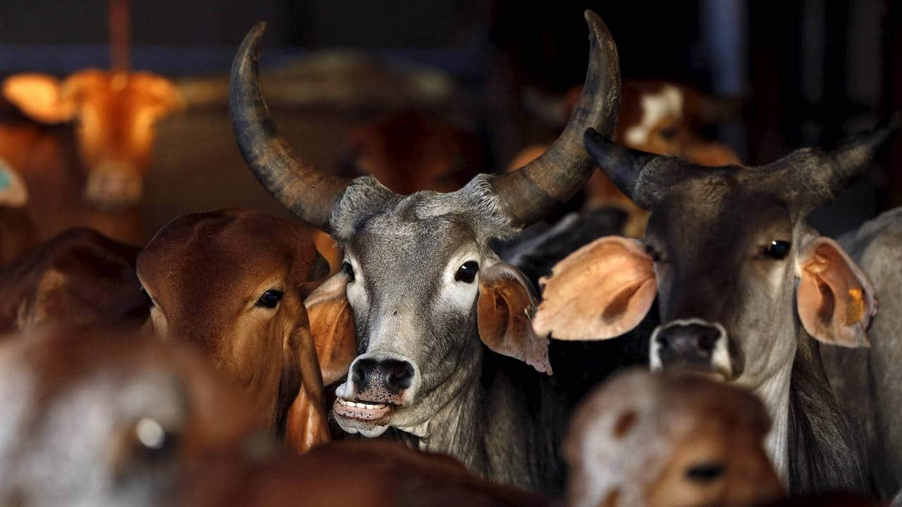 Heat stress impacts milk production in Maharashtra's dairy cattle
