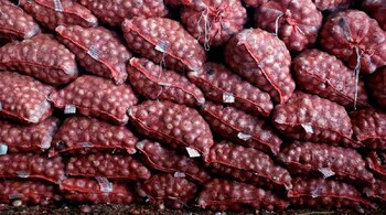 Most of North India’s onions come from the Nashik, Pune, and Ahmednagar regions.