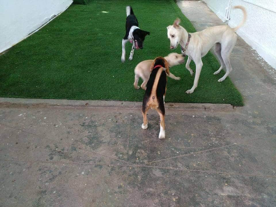 16 pet owners fined Rs 500 in south Mumbai as BMC steps up clean up drive