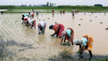 Budget 2019 | Expect a higher outlay for agriculture, rural sectors Budget 2019 | Expect a higher outlay for agriculture, rural sectors