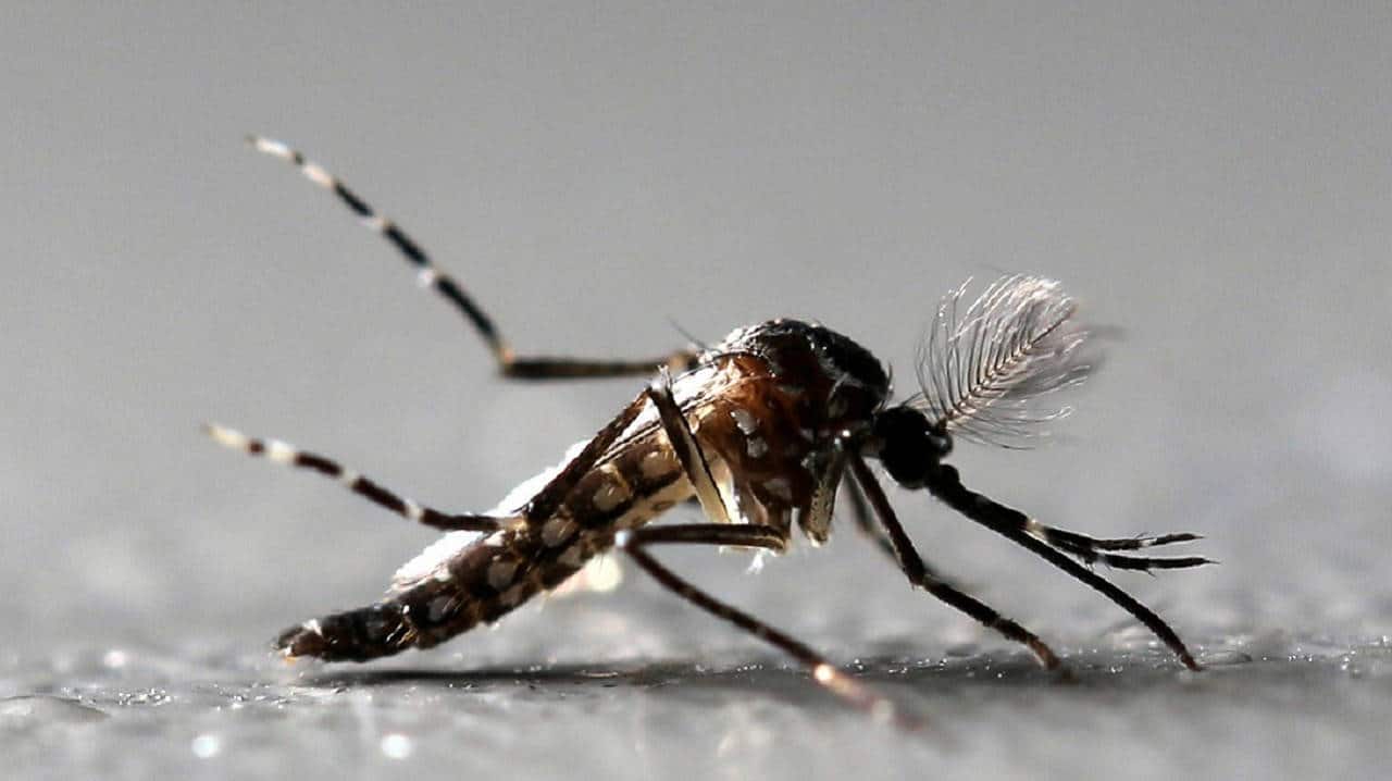 Mosquitoes banned from entering a village by French mayor