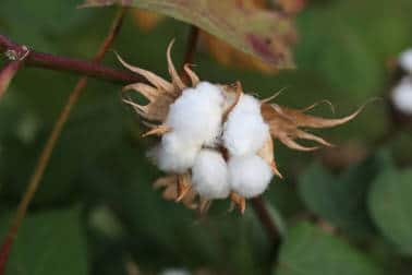 Reduced prices of BT cotton seeds – respite for farmers, toxic for seed companies