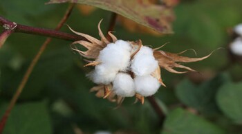 The total cotton production in the last season was estimated at 307.05 lakh bales, CAI said in a statement