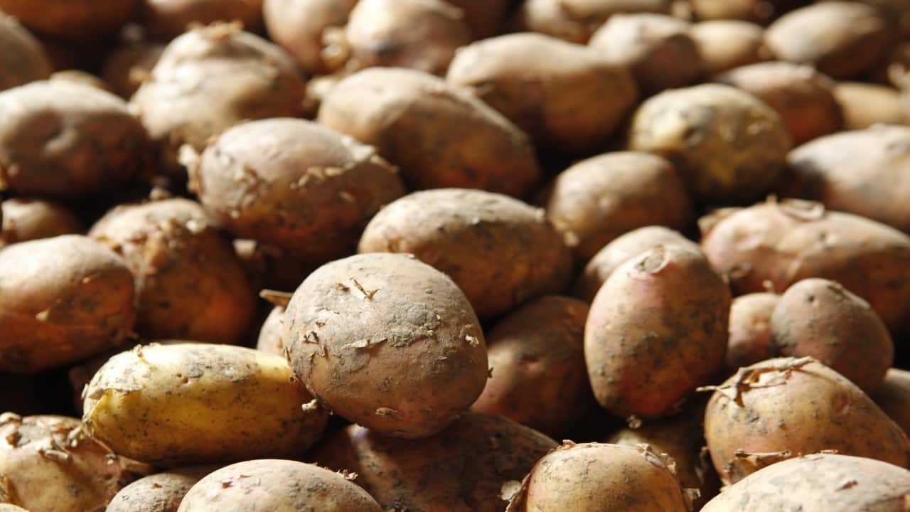 Potato prices crash 70% from November peak on higher arrivals Potato prices crash 70% from November peak on higher arrivals