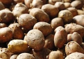 PepsiCo launches crop intelligence model for potato farmers