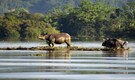 Response to floods in Assam, Gujarat 'quickest': Rijiju