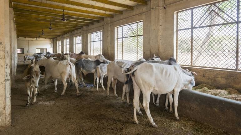 Postponed cow test leaves more questions than answers Postponed cow test leaves more questions than answers