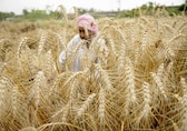 Unseasonal Rain: Crops damaged across India; IMD advises farmers on harvest schedules