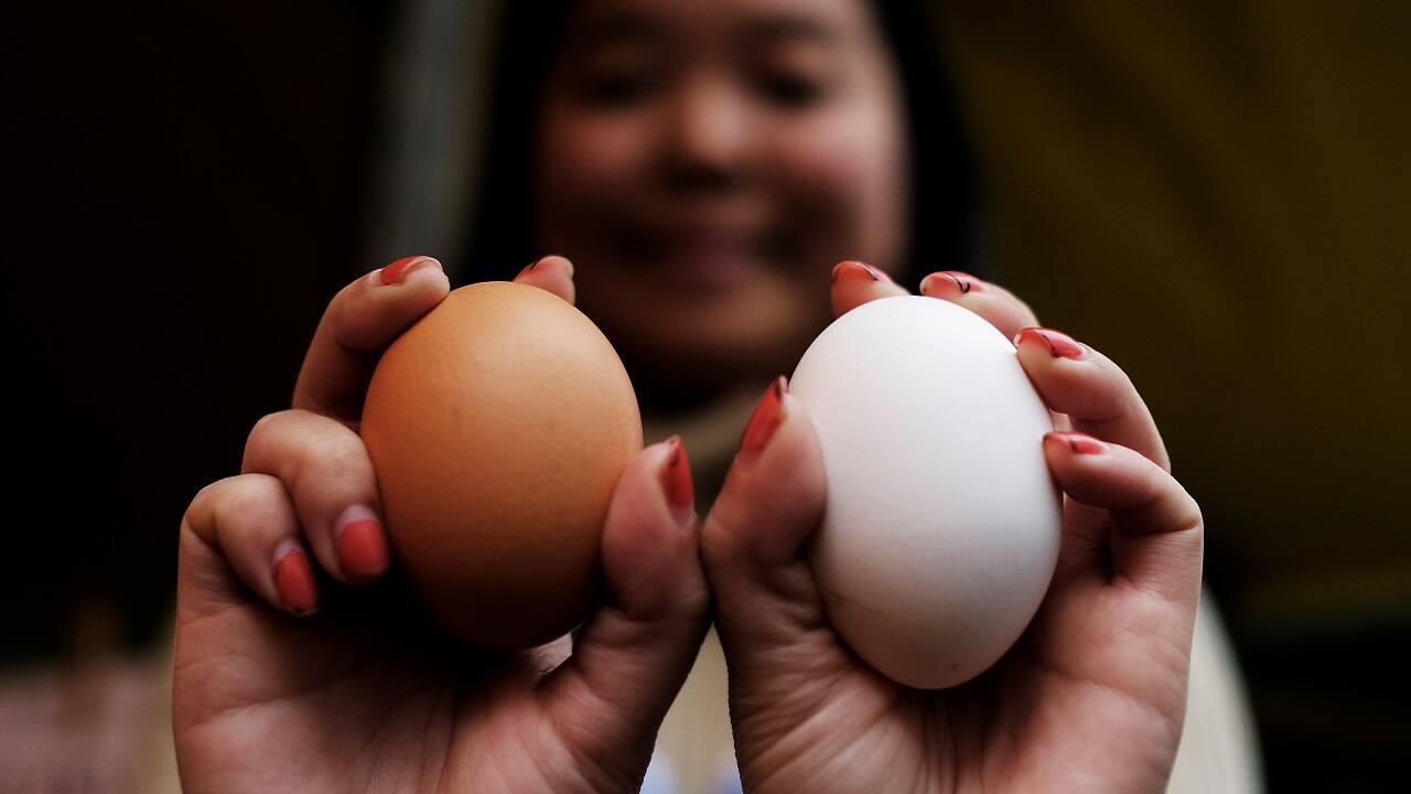 After organic eggs, Omega 3 eggs becoming the new rage After organic eggs, Omega 3 eggs becoming the new rage