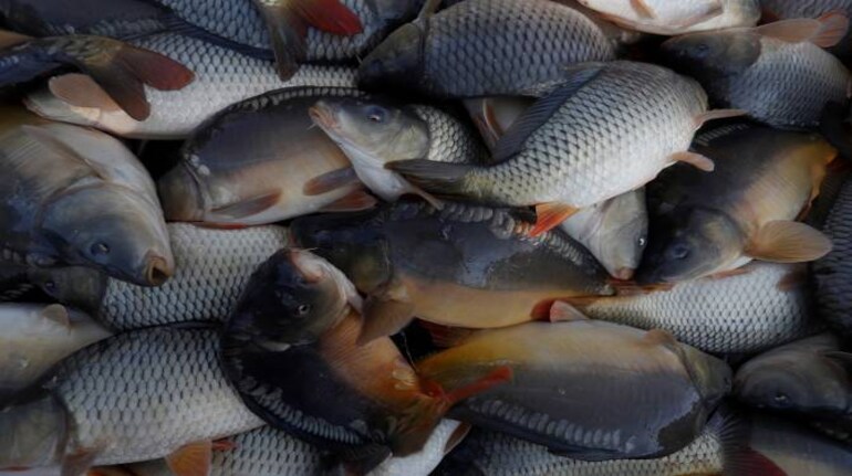 Odisha launches Rs 96-cr scheme to increase fish production