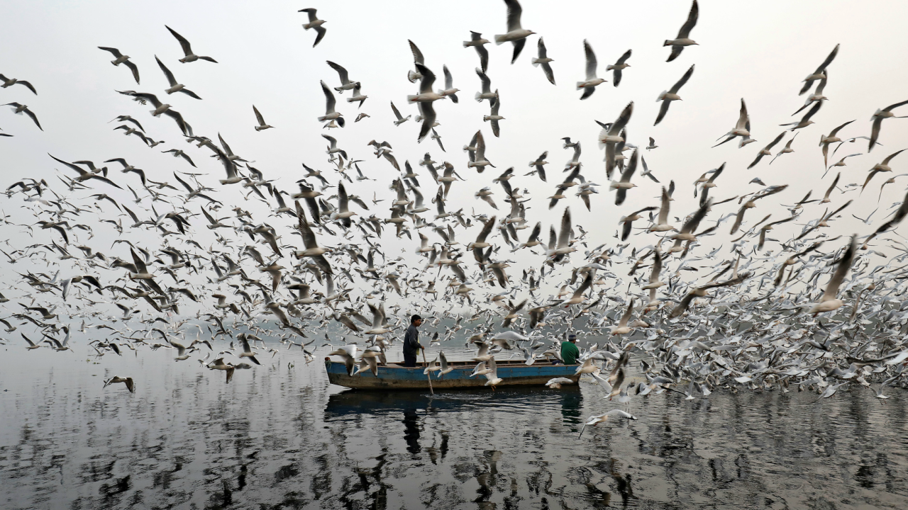 Men feed seagulls along the Yamuna river on a smoggy morning in New Delhi, India. (REUTERS)
