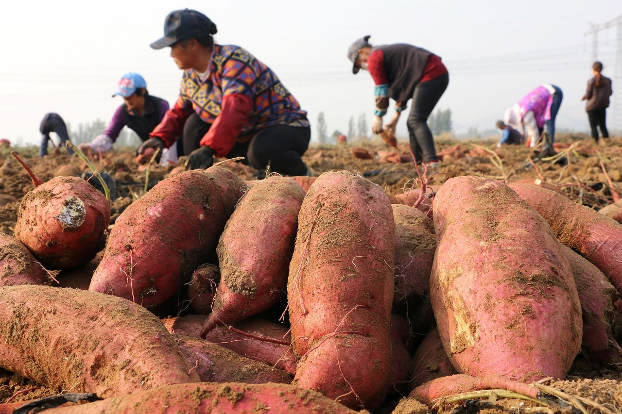 10-day farmers’ agitation in Madhya Pradesh concludes peacefully