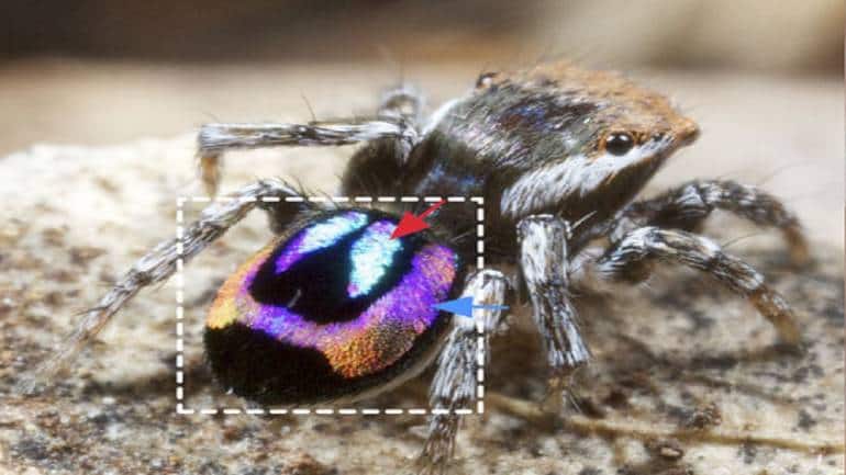How rainbow peacock spiders are helping advancements in optical technology