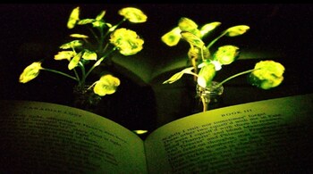 MIT News