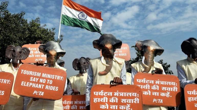 PETA India submits petition backing Centre's proposal to ban animals in circuses PETA India submits petition backing Centre's proposal to ban animals in circuses