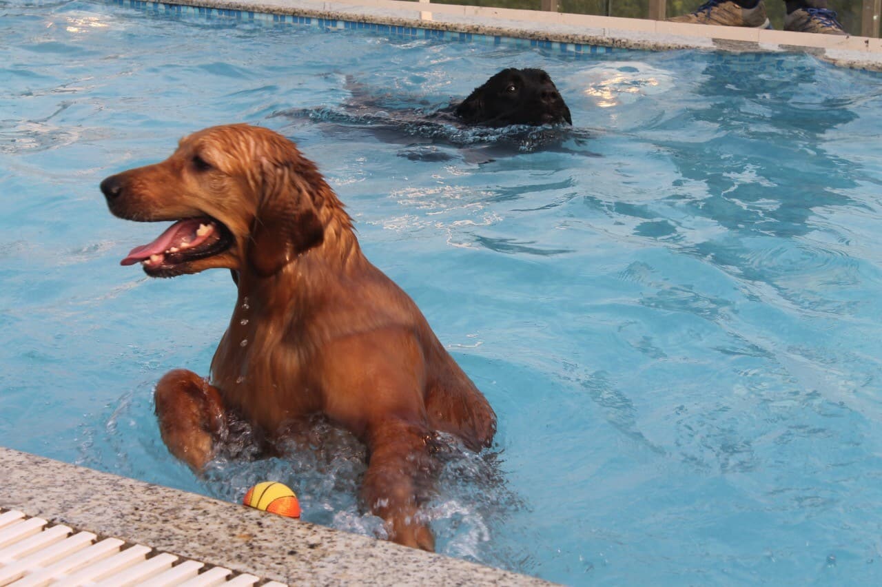 Enter spa, special cuisine and exotic hotels! Pet care is no more just a visit to the vet