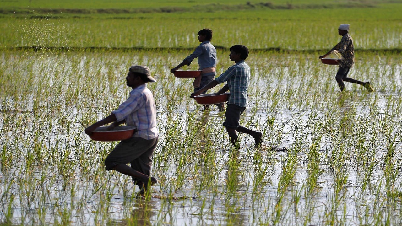 EXPLAINED | Fertiliser shortage before rabi sowing season in rice bowl
