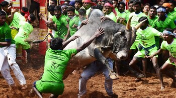 File Image: Participants trying to tame a bull during the Alanganallur jallikattu in Madurai district. (Image: PTI)