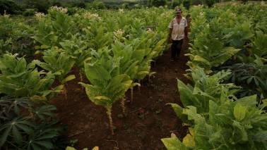 Comment | Tobacco exports to China will help ailing Indian tobacco growers