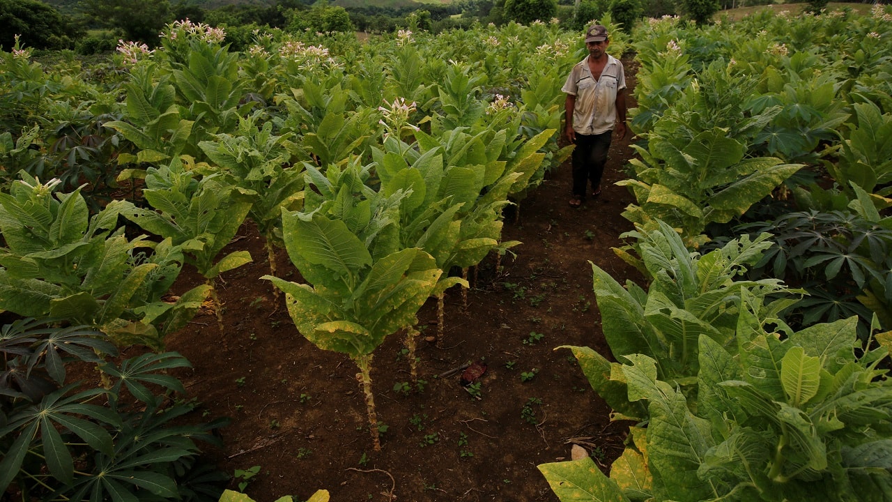 Govt approves one-time interest-free loan of Rs 50,000 per barn for Andhra Pradesh tobacco farmers